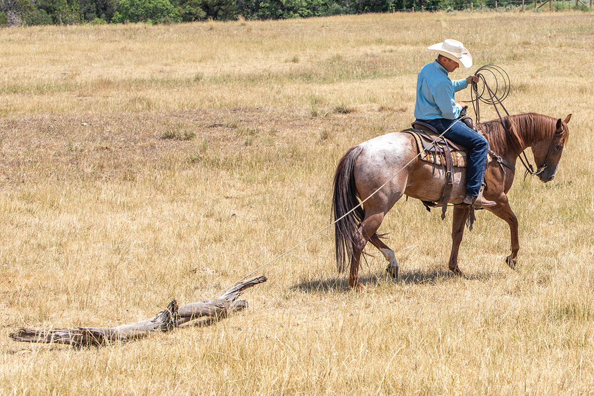 Practice Your Horse to Drag a Log