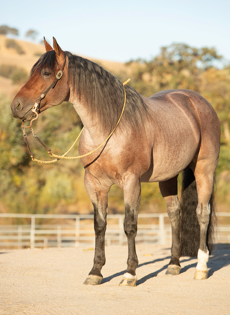 The Quarter Horse’s Ranch Roots