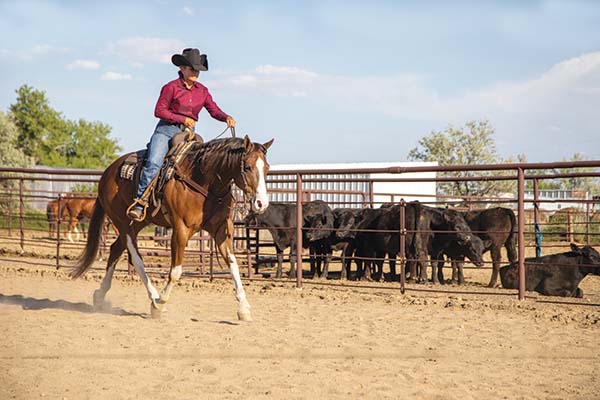 Ranch Driving Rundown – Horse Illustrated