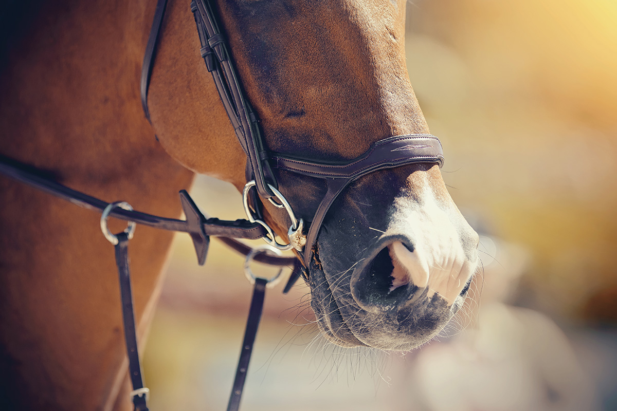 Horse Bits: Discovering the Correct Bit for Your Horse