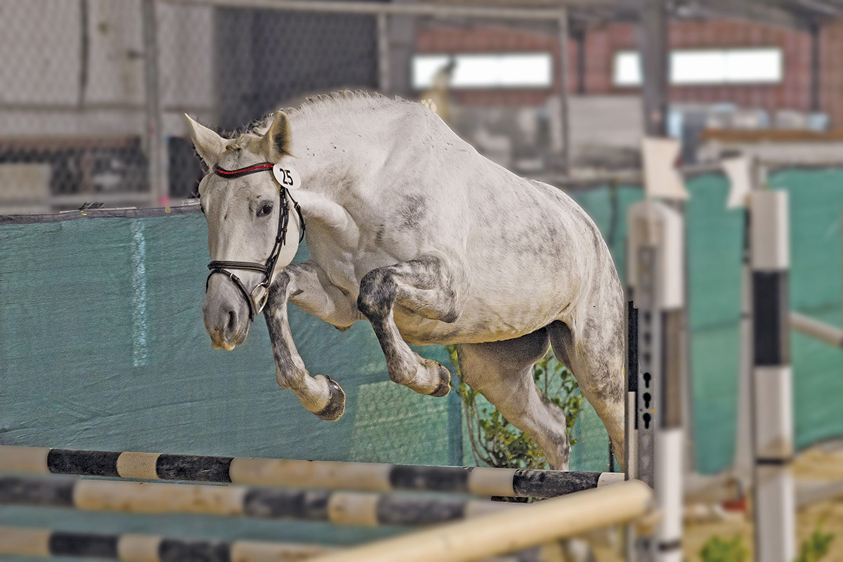 Introduction to Free Leaping – Horse Illustrated