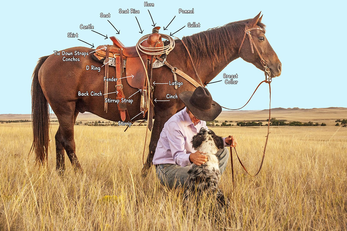 Data and Quiz to to Parts of a Western Saddle