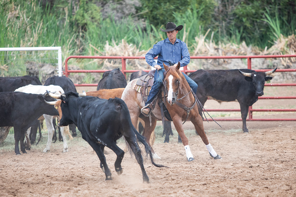 Reining and Working Cow Horse: Wonderful Your Turns