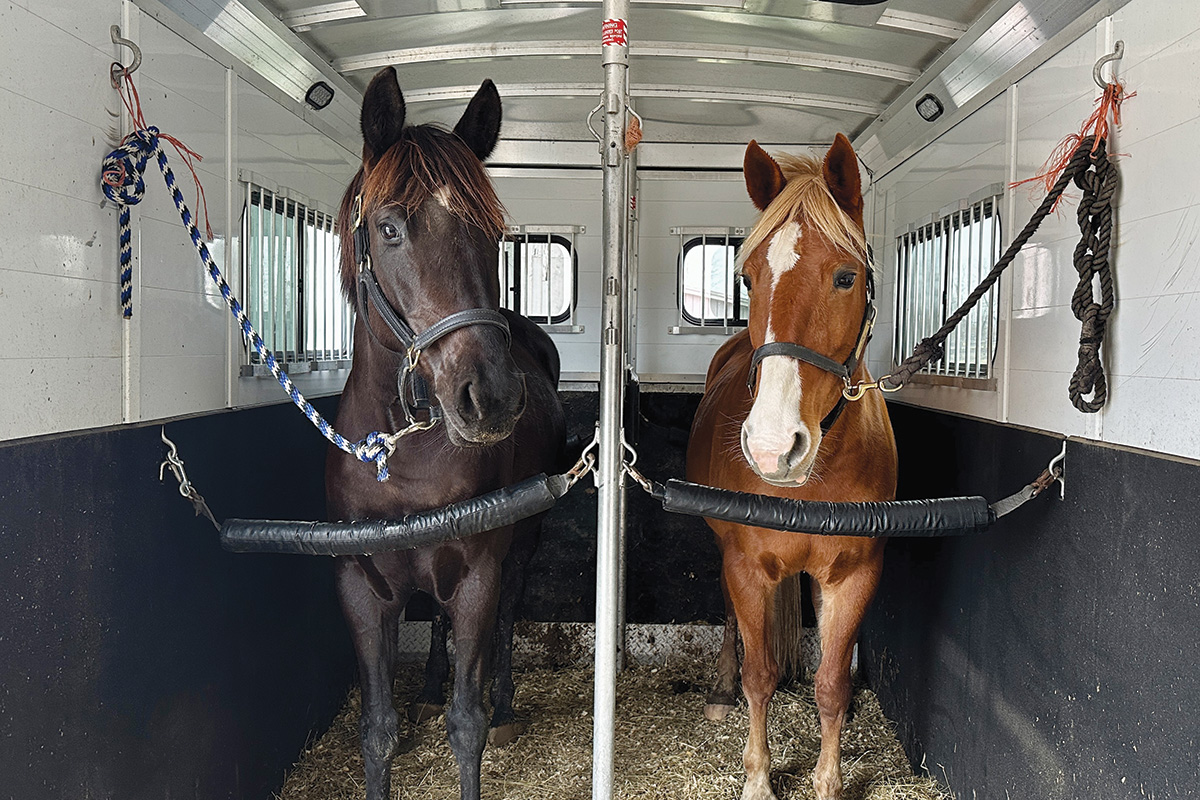 Teach Your Horse to Self-Load in the Trailer