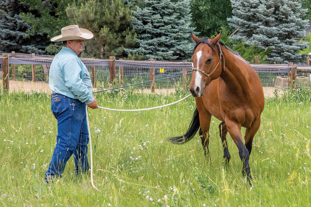 Horse Groundwork with a Purpose