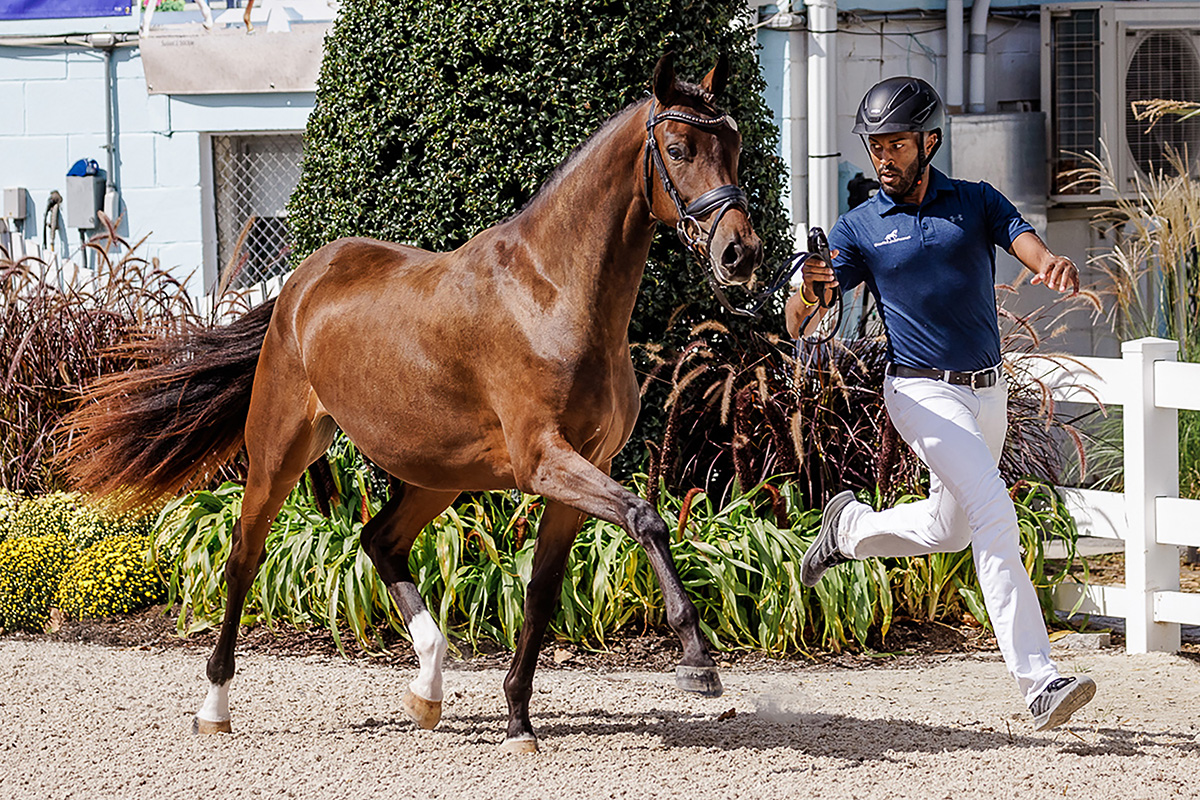 Introduction to Showing Sport Horses in Hand