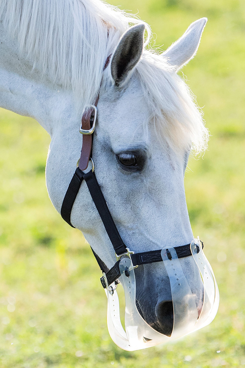 Choosing a Grazing Muzzle – Horse Illustrated