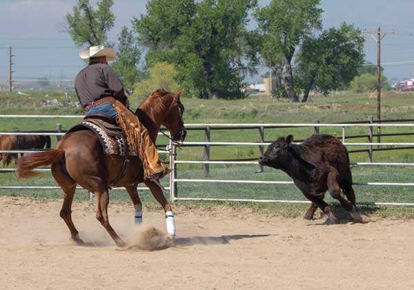 Discipline Me In: Examine The easiest way to Discipline a Cow