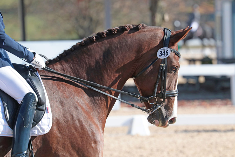 Demystifying the Double Bridle – Horse Illustrated